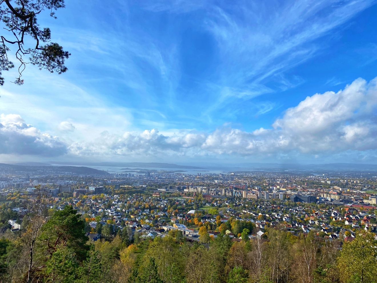 Foto: Heidi M. Skjebstad / Oslo kommune En by med trær og blå himmel